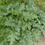 What is the Acanthus Mollis Plant?
