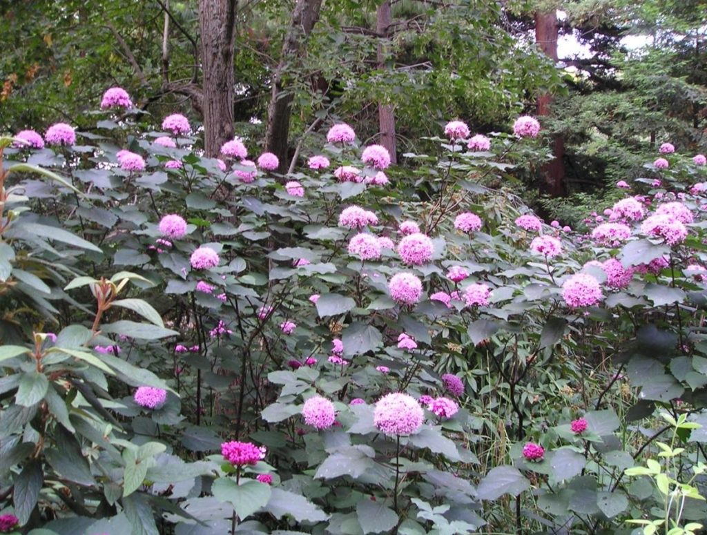 Decorative Pink Flowers – Two in One