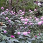 Decorative Pink Flowers – Two in One