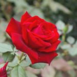 15 Best Varieties of Tantau Roses