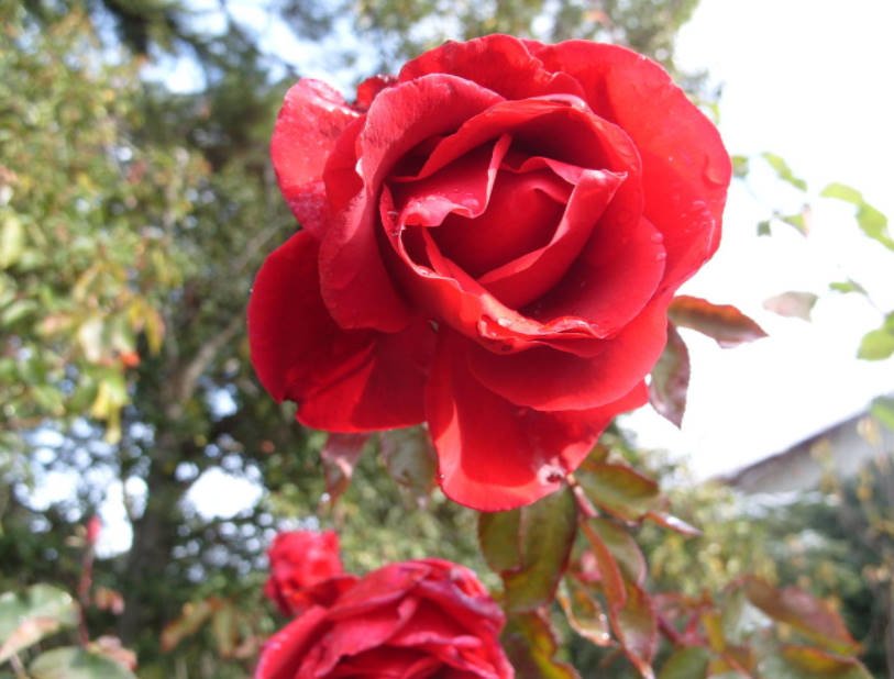 15 Best Varieties of Tantau Roses