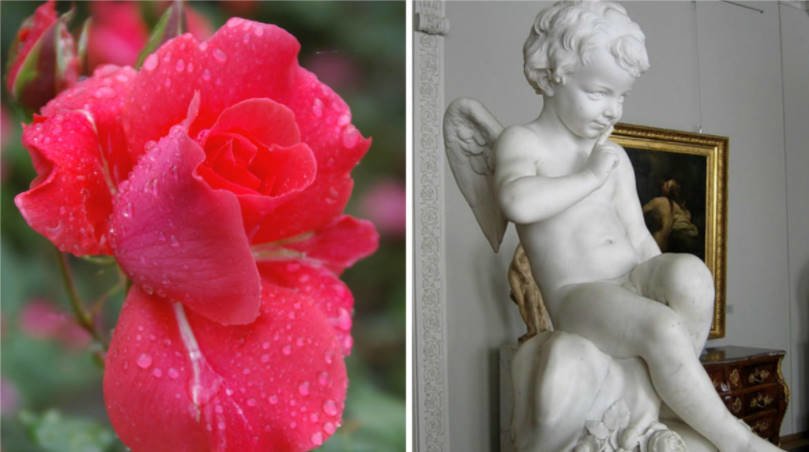 15 Best Varieties of Tantau Roses