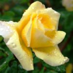 15 of the Best White, Cream, Yellow, Orange Tea-Hybrid Roses for Your Garden
