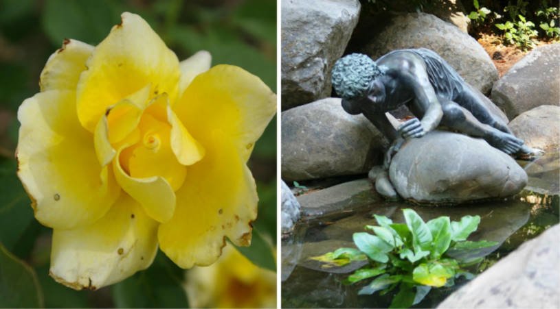 15 of the Best White, Cream, Yellow, Orange Tea-Hybrid Roses for Your Garden