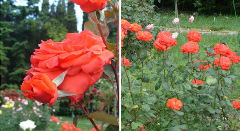 15 of the Best White, Cream, Yellow, Orange Tea-Hybrid Roses for Your Garden