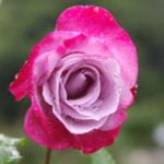 20 Best Two-Tone and Variegated Tea-Hybrid Rose for Your Garden