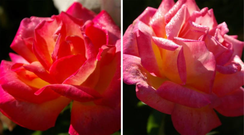 20 Best Two-Tone and Variegated Tea-Hybrid Rose for Your Garden