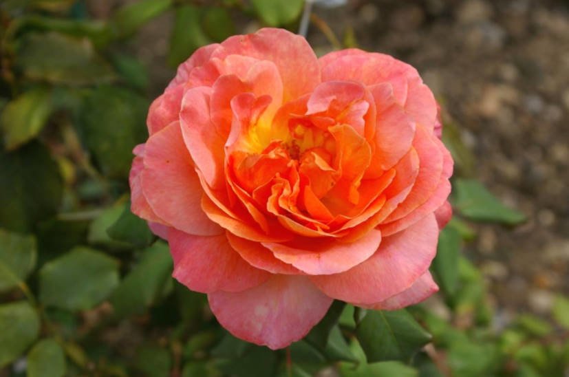 20 Best Two-Tone and Variegated Tea-Hybrid Rose for Your Garden