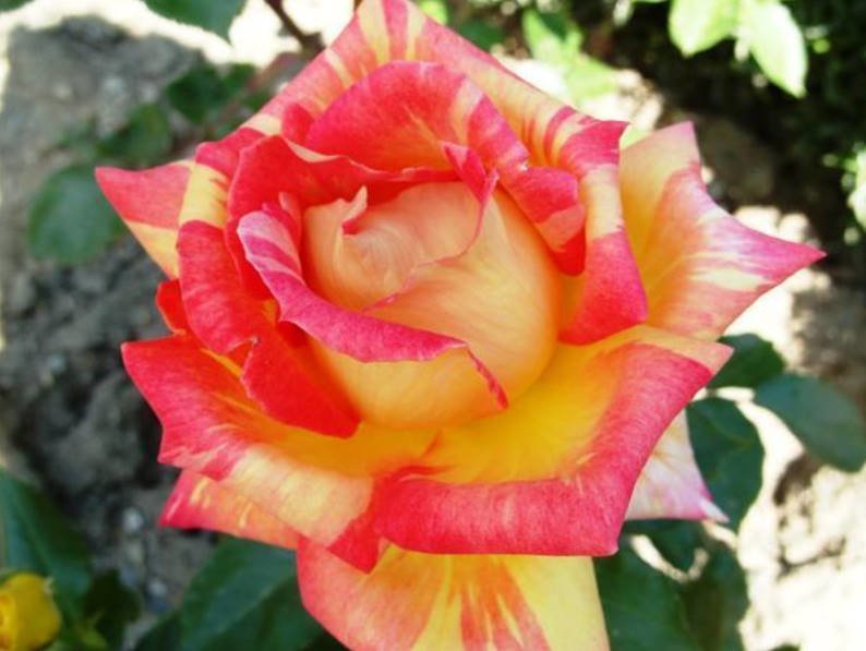 20 Best Two-Tone and Variegated Tea-Hybrid Rose for Your Garden - Best ...