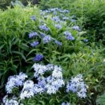 Etude in Blue Tones