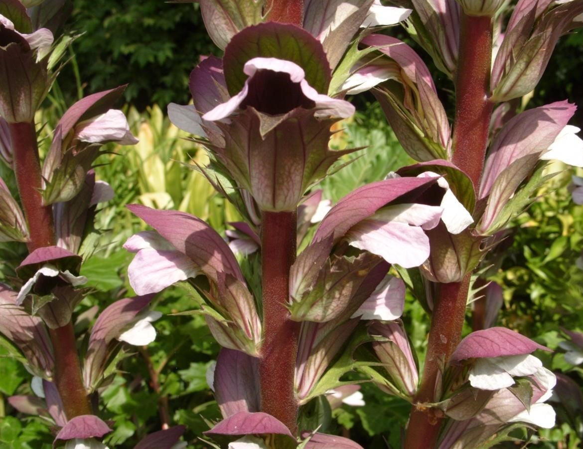 What is the Acanthus Mollis Plant?