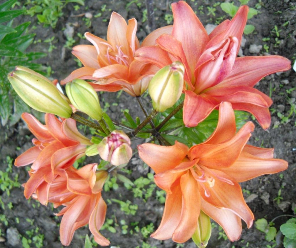 Lilies Bloom