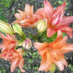 Lilies Bloom
