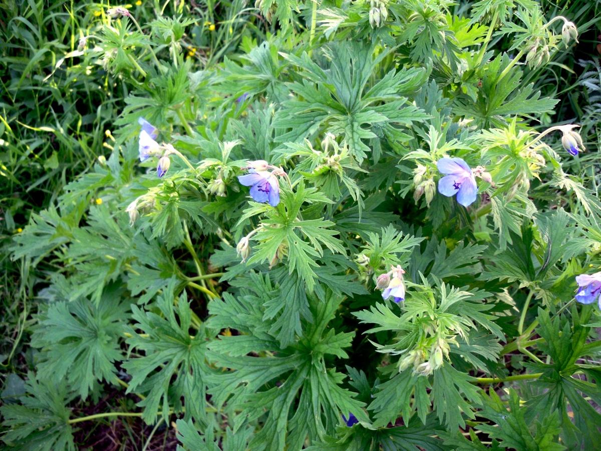 Forest and Field Plants in the Garden: Geranium