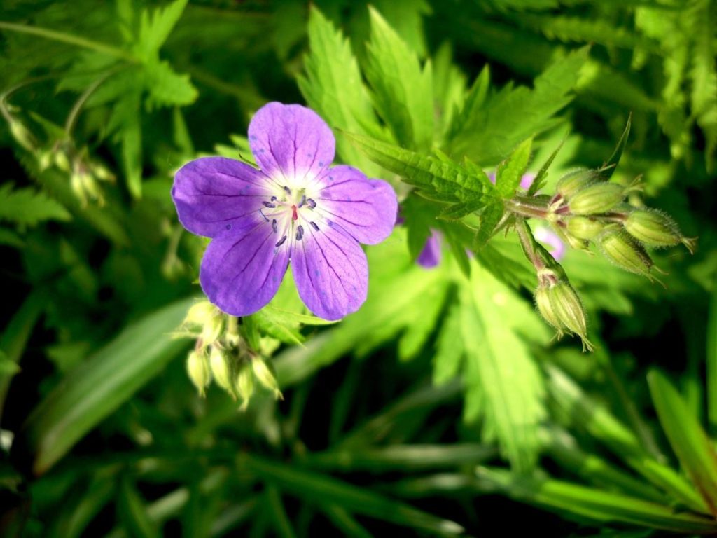Forest and Field Plants in the Garden: Geranium