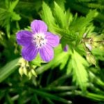 Forest and Field Plants in the Garden: Geranium