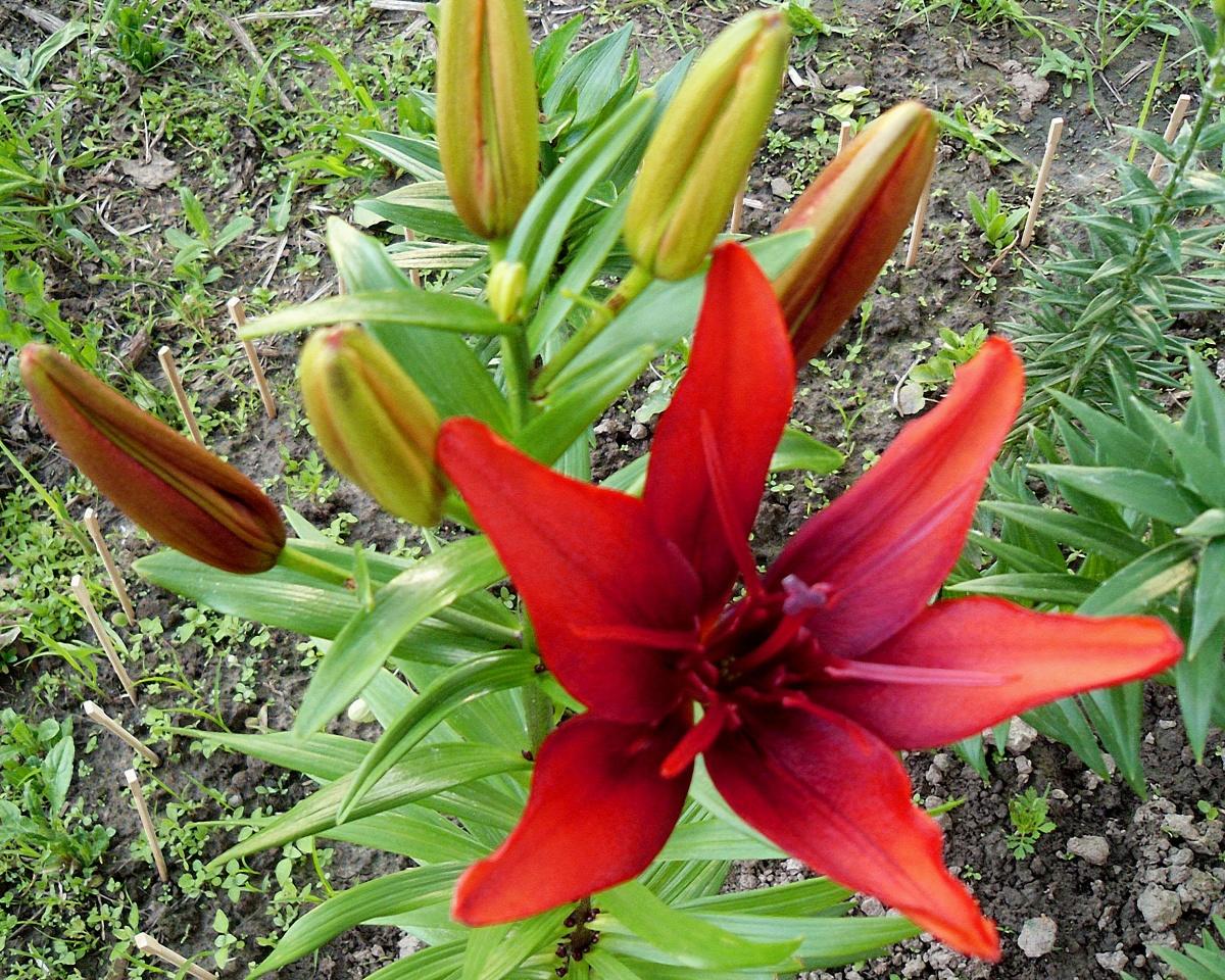 Lilies Bloom