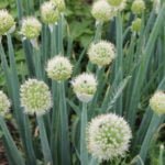 A Real Diversity of Perennial Onion in the Garden