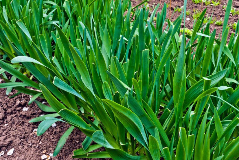 A Real Diversity of Perennial Onion in the Garden