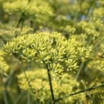 Anise in the Garden: Growing Biblical Herbs of Youth