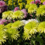 Beautiful Chrysanthemums in Mass Flowering