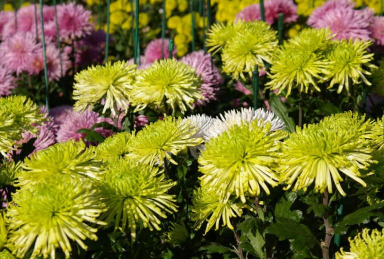 Beautiful Chrysanthemums in Mass Flowering Best Landscape Ideas