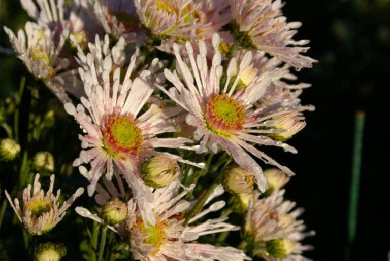 Beautiful Chrysanthemums in Mass Flowering Best Landscape Ideas
