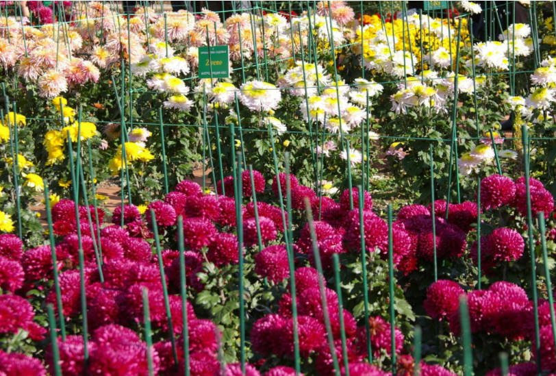Beautiful Chrysanthemums in Mass Flowering