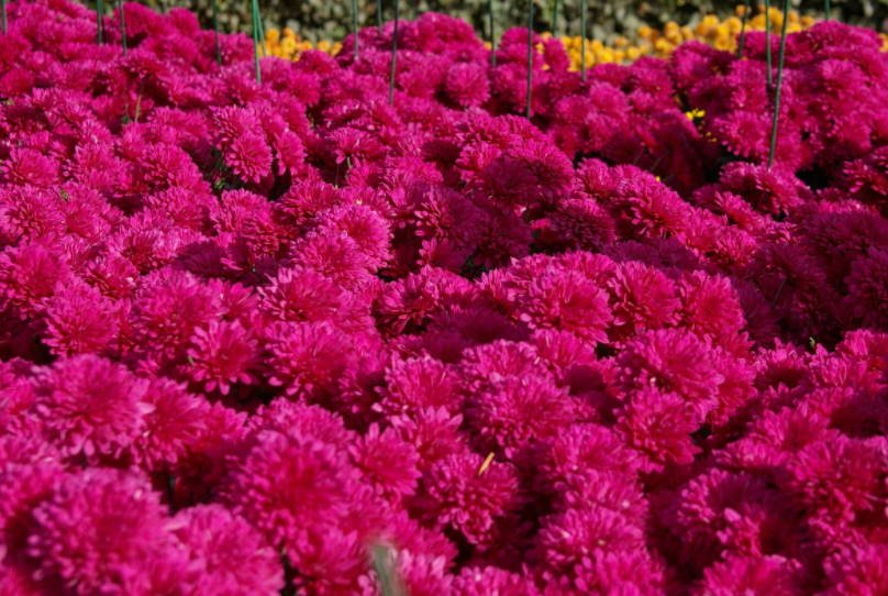 Beautiful Chrysanthemums in Mass Flowering