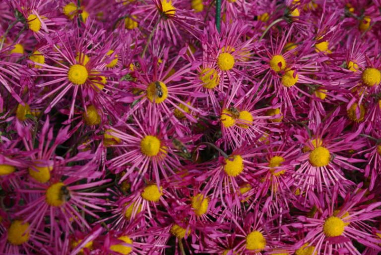 Beautiful Chrysanthemums in Mass Flowering Best Landscape Ideas