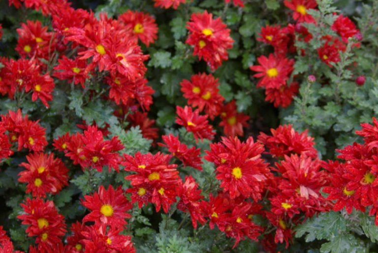 Beautiful Chrysanthemums in Mass Flowering - Best Landscape Ideas