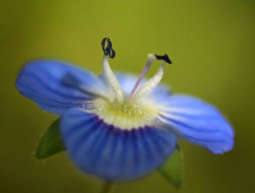 Blue-Eyed Veronica: Popular Species for Growing in the Garden