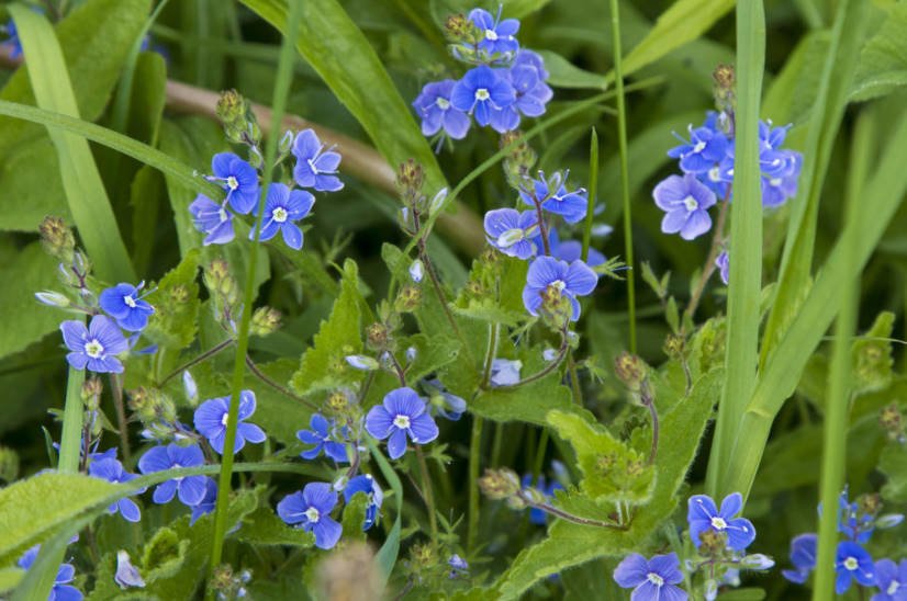 Blue-Eyed Veronica: Popular Species for Growing in the Garden - Best ...