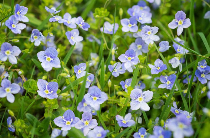 Blue-Eyed Veronica: Popular Species for Growing in the Garden