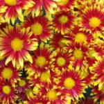 Chrysanthemum Ball Finely-Flowered Varieties (Part 1)