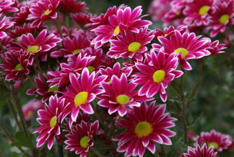 Chrysanthemum Ball FinelyFlowered Varieties (Part 1