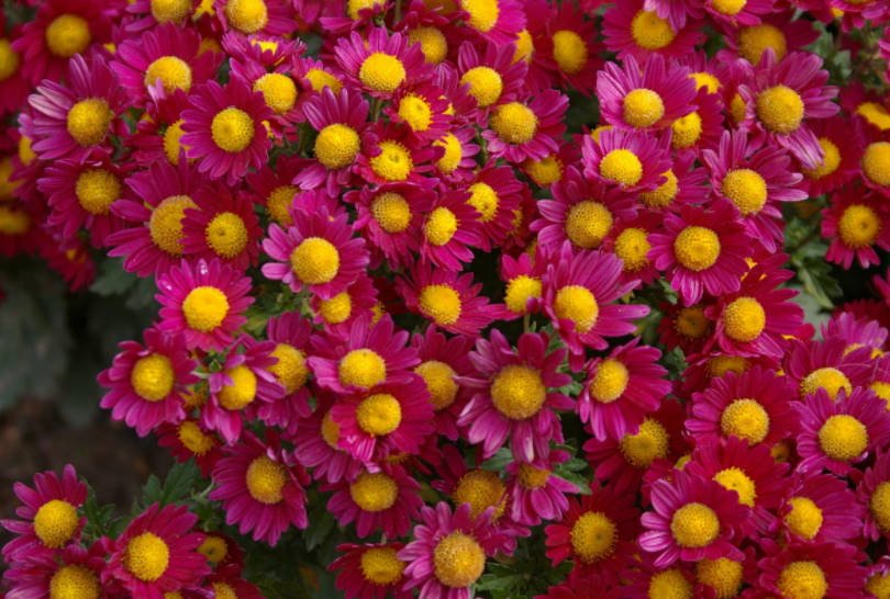 Chrysanthemum Ball Finely-Flowered Varieties (Part 1)