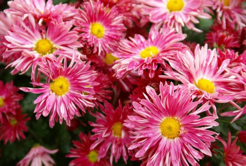 Chrysanthemum Ball Finely-Flowered Varieties (Part 1) - Best ...