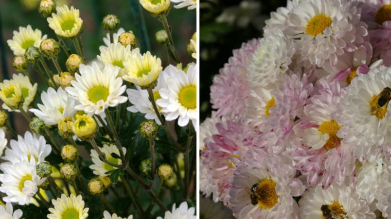 Chrysanthemum Ball Finely-Flowered Varieties (Part 1)