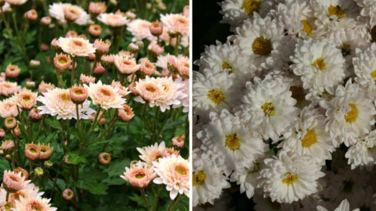 Chrysanthemum Ball FinelyFlowered Varieties (Part 1