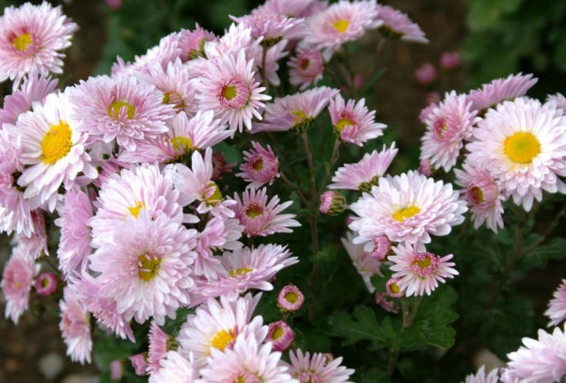 Chrysanthemum Ball Finely-Flowered Varieties (Part 1) - Best ...