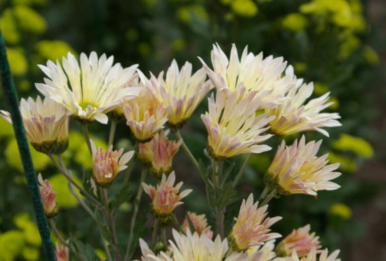 Chrysanthemum Ball FinelyFlowered Varieties (Part 1