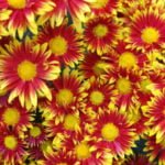 Chrysanthemum Ball Finely-Flowered Varieties (Part 2)