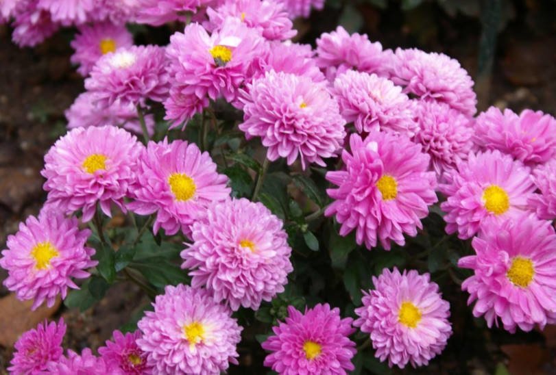 Chrysanthemum Ball Finely-Flowered Varieties (Part 2) - Best ...