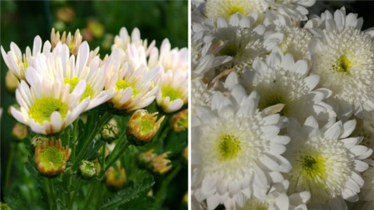 Chrysanthemum Ball FinelyFlowered Varieties (Part 2