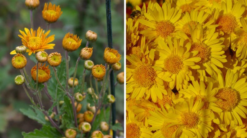 Chrysanthemum Ball Finely-Flowered Varieties (Part 2)