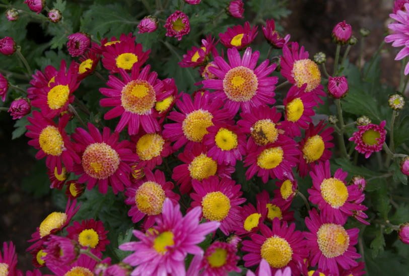 Chrysanthemum Ball Finely-Flowered Varieties (Part 2) - Best Landscape ...