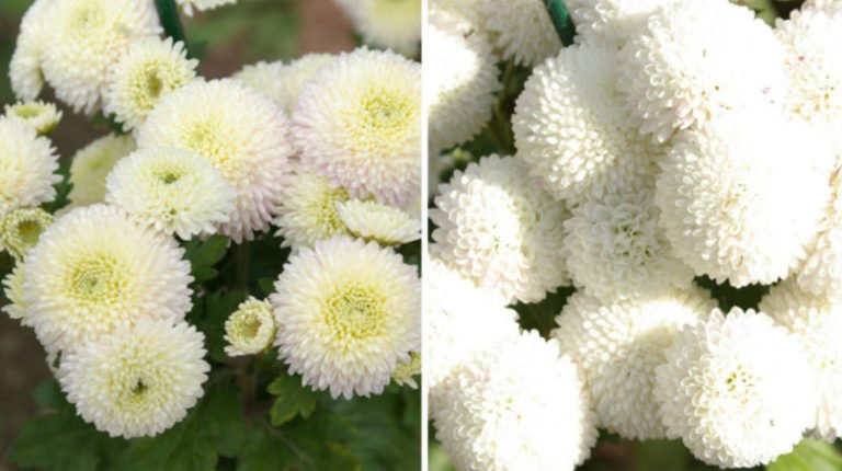 Chrysanthemum Ball FinelyFlowered Varieties (Part 2