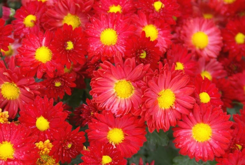 Chrysanthemum Ball Finely-Flowered Varieties (Part 2)