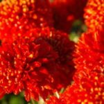 Chrysanthemum Ball Large-Flowered Varieties